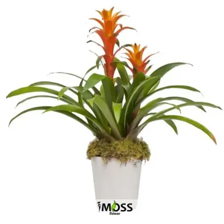 2li Guzmania